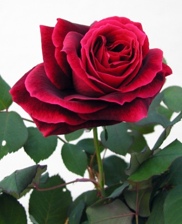 ¡¡¡¡¡¡¡Felicidades a todas las TERESAS!!!!!!! :apla: 00