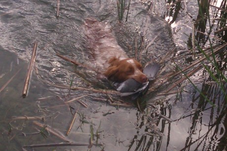 SE llama así, polla de agua, que nadie piense lo que no es. Es una zancuda ,nadadora, buceadora,corredora, 101