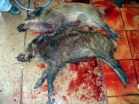  LOS ALMUERZOS DE CAZA MENOR NO CUENTAN Y LOS ABATES SIN FOTO TAMPOCO 
 
Voy a recordar las normas y asi 70