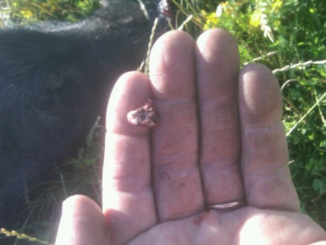  Muy buenas , ayer sábado fui de cacería con un cazador y un poco también para caceria personal , en la 21