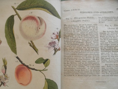 Hola, me encantan los libros antiguos, de historia, de ciencias sobre todo, biología, libros de naturalistas, 121