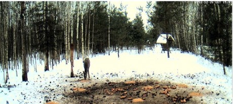 Estos son los enlaces. Hacer clic sobre la foto del bosque nevado. Y si no conecta así, hacer clic bajo 60