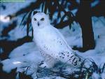 Bueno compañeros, he creído acertado abrir un hilo para los insomnes y para todos aquellos noctámbulos 100