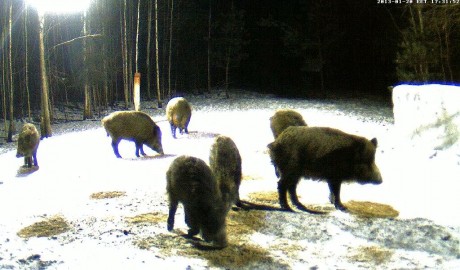 Estos son los enlaces. Hacer clic sobre la foto del bosque nevado. Y si no conecta así, hacer clic bajo 50