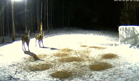 Estos son los enlaces. Hacer clic sobre la foto del bosque nevado. Y si no conecta así, hacer clic bajo 80