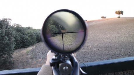 Hola, estoy pensando comprar un rifle en este calibre, el presupuesto ronda los 2000€, pero no se por 160