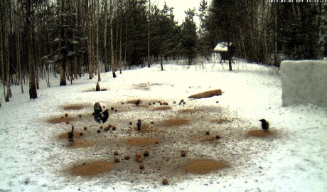 Estos son los enlaces. Hacer clic sobre la foto del bosque nevado. Y si no conecta así, hacer clic bajo 91