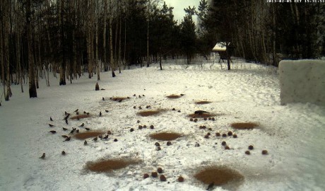Estos son los enlaces. Hacer clic sobre la foto del bosque nevado. Y si no conecta así, hacer clic bajo 90