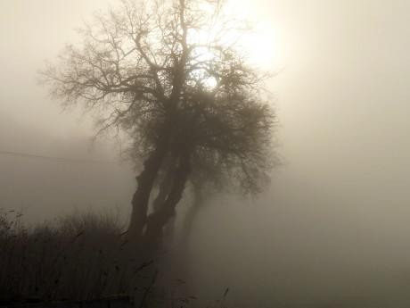 Hoy la niebla solo me ha permitido "disparar" la cámara,  niebla y una "gitana" de 01