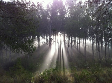 Hoy la niebla solo me ha permitido "disparar" la cámara,  niebla y una "gitana" de 60