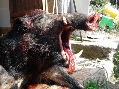  LOS ALMUERZOS DE CAZA MENOR NO CUENTAN Y LOS ABATES SIN FOTO TAMPOCO 
 
Voy a recordar las normas y asi 30