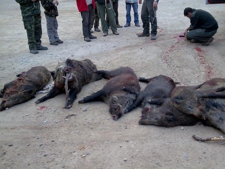 Alguien se anima?

Hay dos batidas en enero en Murcia, concretamente en el municipio de JUMILLA. los días 00