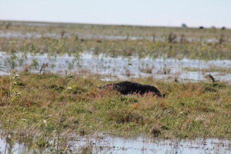 Muy buena , este domingo salí con cazadores a cosechar lo que el agua dejo, y aquí cuelgo unas foto para 00