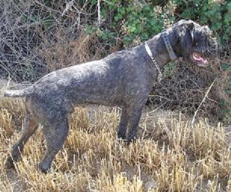 Tengo que hacerme con un perro para cazar la próxima temporada y como soy novato en esto de la caza quisiera 100