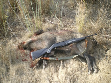 Ya amenacé hace tiempo en el hilo de los Benelli, seguramente es el rifle más extendido en España y cada 160