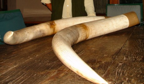 Próximamente iré a Sudáfrica a un safari de antílopes.Tengo un 30.06 y suelo tirar Winchester. El problema 51