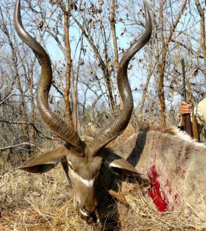Próximamente iré a Sudáfrica a un safari de antílopes.Tengo un 30.06 y suelo tirar Winchester. El problema 50