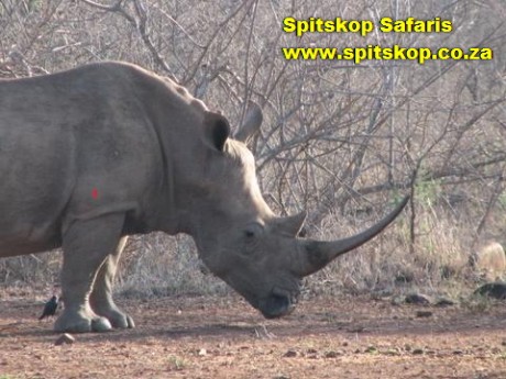 Próximamente iré a Sudáfrica a un safari de antílopes.Tengo un 30.06 y suelo tirar Winchester. El problema 110