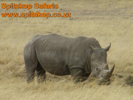 Próximamente iré a Sudáfrica a un safari de antílopes.Tengo un 30.06 y suelo tirar Winchester. El problema 150