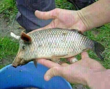 Y donde coño está el Nemesianus,....estará de vacaciones!!!!,...le habrá tocado el Gordo              10