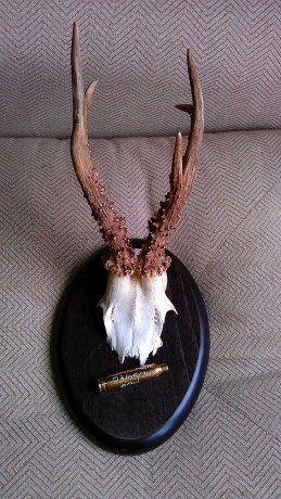 ¿que os parece si abrimos este hilo con trofeos no homologados? ... :lol: 
Bueno yo pongo la primera foto: 10