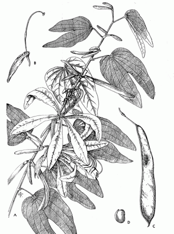 Hola, he comprado por internet una funda de 2ª mano para uno de mis SAA, está muy bien pero el cuero con 50