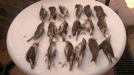 Abro este nuevo hilo, para que colguemos fotos con las perchas de caza menor que consigamos hacer en la 162