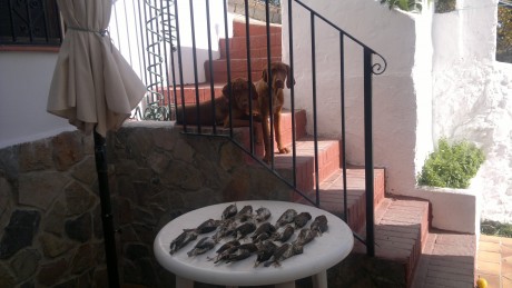Abro este nuevo hilo, para que colguemos fotos con las perchas de caza menor que consigamos hacer en la 161