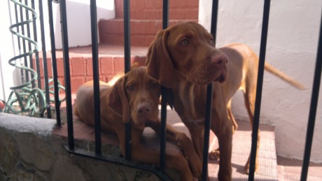 Abro este nuevo hilo, para que colguemos fotos con las perchas de caza menor que consigamos hacer en la 160