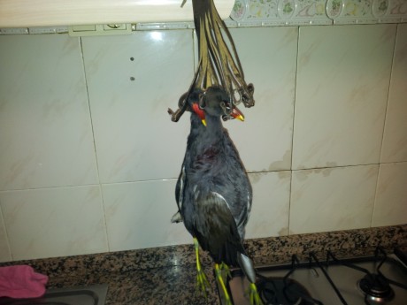 Abro este nuevo hilo, para que colguemos fotos con las perchas de caza menor que consigamos hacer en la 70