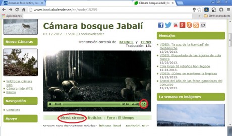 Este es el enlace:

 http://www.looduskalender.ee/en/node/9068 

Pinchar donde pone FOREST 00