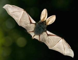 Bueno compañeros, he creído acertado abrir un hilo para los insomnes y para todos aquellos noctámbulos 110