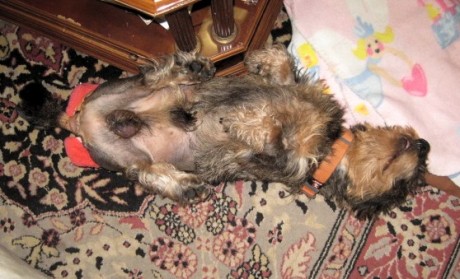 Teck mi perro teckel y mi compañero de paseos ,riñas y risas Está mal.
   Ha sido atropellado por un automóvll 120