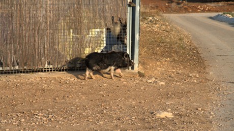 salgo a pasear,a coger algunos espárragos,que me como insitu ,cruditos,tiernecitos y sabrosísimos .

 10