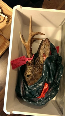¿que os parece si abrimos este hilo con trofeos no homologados? ... :lol: 
Bueno yo pongo la primera foto: 60