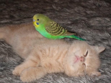 La amistad no es alguien a quien conoces por largo tiempo, sino es alguien que llega y se queda por siempre 31
