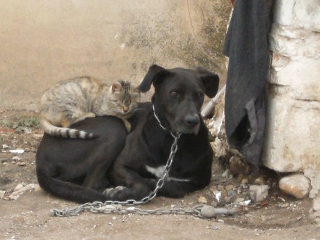 La amistad no es alguien a quien conoces por largo tiempo, sino es alguien que llega y se queda por siempre 02