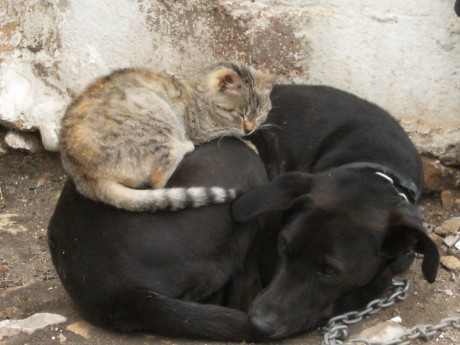La amistad no es alguien a quien conoces por largo tiempo, sino es alguien que llega y se queda por siempre 01