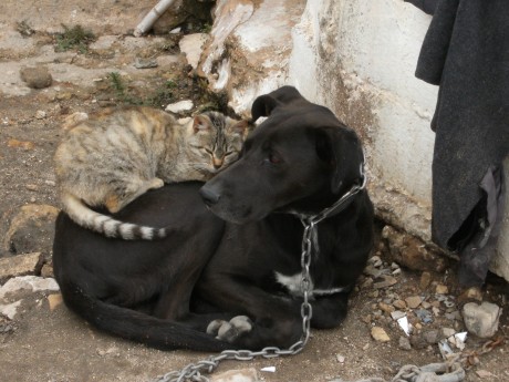 La amistad no es alguien a quien conoces por largo tiempo, sino es alguien que llega y se queda por siempre 00