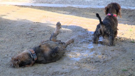 Teck mi perro teckel y mi compañero de paseos ,riñas y risas Está mal.
   Ha sido atropellado por un automóvll 51