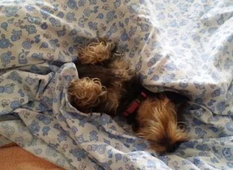 Teck mi perro teckel y mi compañero de paseos ,riñas y risas Está mal.
   Ha sido atropellado por un automóvll 151