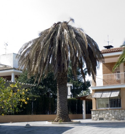 Pues si son de la C.Valenciana miren bien,graben en video y hagan afotos de las que tengan cerca o mas 12