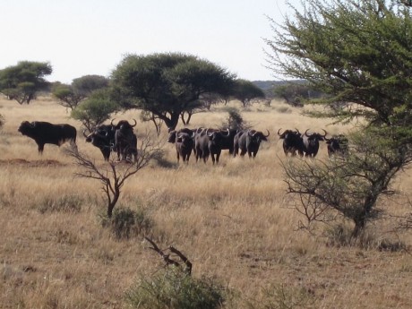 Comienzo este nuevo hilo para todos los que como yo estan bajo en "mono" de volver a Africa, 160