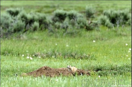 Mucho se habla de la caza varmint, si tal o cual calibre, calibres Varmint, el 17 Hornady magunm rimfiere 01