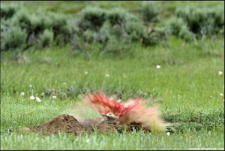 Mucho se habla de la caza varmint, si tal o cual calibre, calibres Varmint, el 17 Hornady magunm rimfiere 00