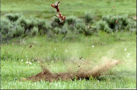 Mucho se habla de la caza varmint, si tal o cual calibre, calibres Varmint, el 17 Hornady magunm rimfiere 10