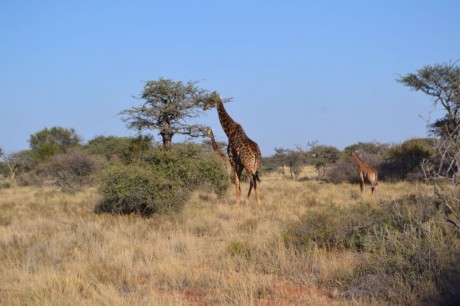 Comienzo este nuevo hilo para todos los que como yo estan bajo en "mono" de volver a Africa, 150