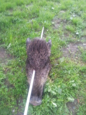 Mirar q tiro con el todo poderoso 338wm q no le hizo nada a este cochino de 40kg. De hecho q lo mataron 01