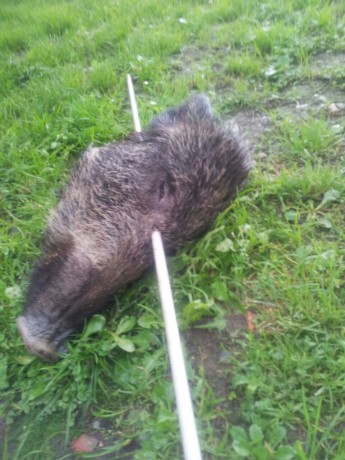 Mirar q tiro con el todo poderoso 338wm q no le hizo nada a este cochino de 40kg. De hecho q lo mataron 00