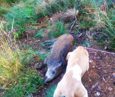 Mirar q tiro con el todo poderoso 338wm q no le hizo nada a este cochino de 40kg. De hecho q lo mataron 110